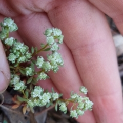 Poranthera microphylla at Bungendore, NSW - 15 Oct 2022 06:46 PM