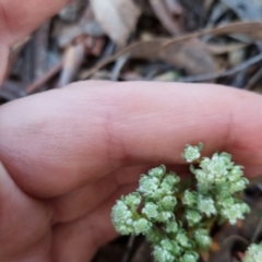 Poranthera microphylla at Bungendore, NSW - 15 Oct 2022 06:46 PM