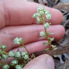 Poranthera microphylla at Bungendore, NSW - 15 Oct 2022 06:46 PM