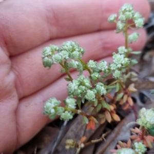 Poranthera microphylla at Bungendore, NSW - 15 Oct 2022