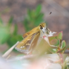 Taractrocera papyria (White-banded Grass-dart) at Coree, ACT - 12 Oct 2022 by Harrisi