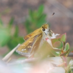 Taractrocera papyria (White-banded Grass-dart) at Coree, ACT - 11 Oct 2022 by Harrisi