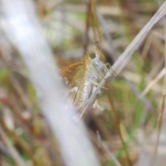 Taractrocera papyria at Coree, ACT - 12 Oct 2022 09:47 AM