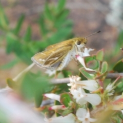 Taractrocera papyria at Coree, ACT - 12 Oct 2022 09:47 AM