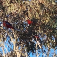 Platycercus elegans (Crimson Rosella) at Bungendore, NSW - 15 Oct 2022 by clarehoneydove