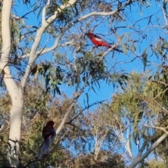 Platycercus elegans at Bungendore, NSW - 15 Oct 2022 06:30 PM