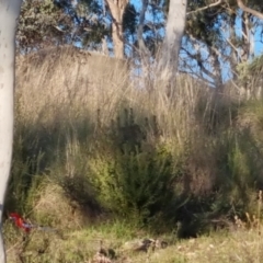 Platycercus elegans at Bungendore, NSW - 15 Oct 2022 06:30 PM