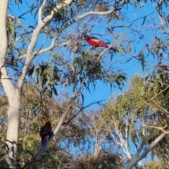 Platycercus elegans at Bungendore, NSW - 15 Oct 2022