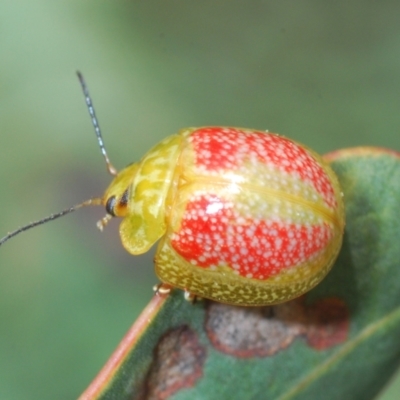Paropsisterna fastidiosa (Eucalyptus leaf beetle) at Red Hill to Yarralumla Creek - 12 Oct 2022 by Harrisi