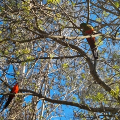 Alisterus scapularis (Australian King-Parrot) at QPRC LGA - 15 Oct 2022 by clarehoneydove
