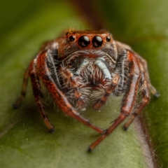 Opisthoncus sp. (genus) (Opisthoncus jumping spider) at Hackett, ACT - 15 Oct 2022 by Boagshoags