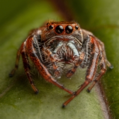 Opisthoncus sp. (genus) (Unidentified Opisthoncus jumping spider) at Hackett, ACT - 14 Oct 2022 by Boagshoags