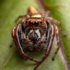 Opisthoncus sp. (genus) at Hackett, ACT - 15 Oct 2022