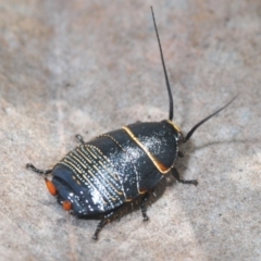 Ellipsidion australe (Austral Ellipsidion cockroach) at Hughes Grassy Woodland - 12 Oct 2022 by Harrisi