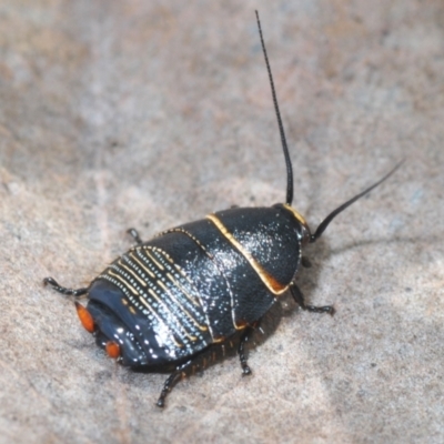 Ellipsidion australe (Austral Ellipsidion cockroach) at Hughes Grassy Woodland - 12 Oct 2022 by Harrisi