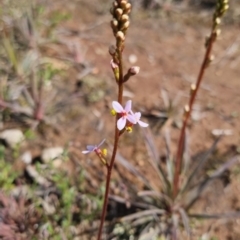 Stylidium graminifolium (grass triggerplant) at Bungendore, NSW - 15 Oct 2022 by clarehoneydove