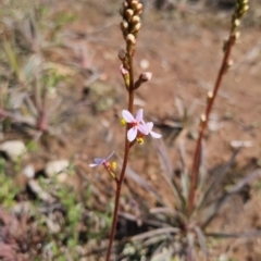 Stylidium graminifolium (Grass Triggerplant) at Bungendore, NSW - 15 Oct 2022 by clarehoneydove