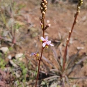 Stylidium graminifolium at Bungendore, NSW - 15 Oct 2022