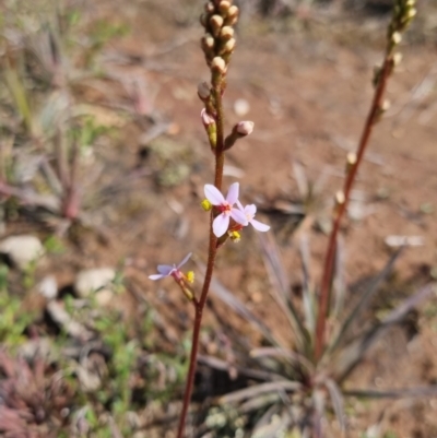 Stylidium graminifolium (Grass Triggerplant) at Bungendore, NSW - 15 Oct 2022 by clarehoneydove
