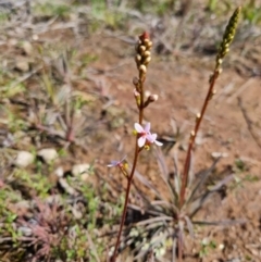 Stylidium graminifolium at Bungendore, NSW - 15 Oct 2022 03:20 PM