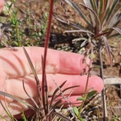 Stylidium graminifolium at Bungendore, NSW - 15 Oct 2022 03:20 PM