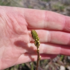 Stylidium graminifolium at Bungendore, NSW - 15 Oct 2022