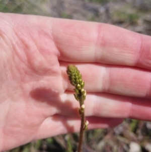 Stylidium graminifolium at Bungendore, NSW - 15 Oct 2022 03:20 PM