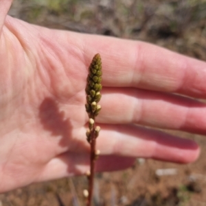 Stylidium graminifolium at Bungendore, NSW - 15 Oct 2022