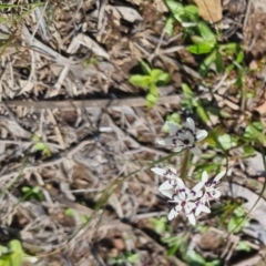 Wurmbea dioica subsp. dioica (Early Nancy) at Bungendore, NSW - 15 Oct 2022 by clarehoneydove