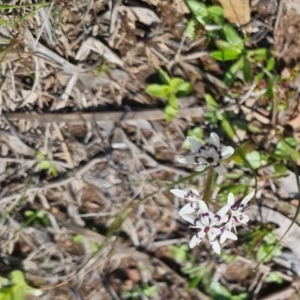 Wurmbea dioica subsp. dioica at Bungendore, NSW - 15 Oct 2022