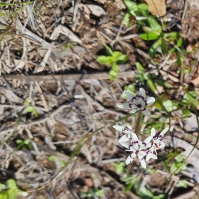 Wurmbea dioica subsp. dioica (Early Nancy) at Bungendore, NSW - 15 Oct 2022 by clarehoneydove