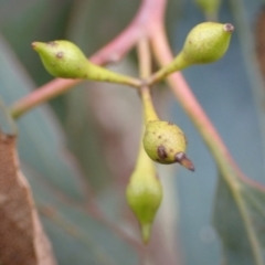 Eucalyptus melliodora (Yellow Box) at Boorowa, NSW - 15 Oct 2022 by drakes