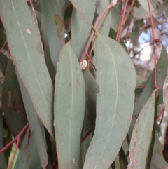 Eucalyptus melliodora at Boorowa, NSW - 15 Oct 2022