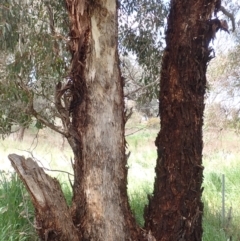 Eucalyptus melliodora at Boorowa, NSW - 15 Oct 2022 11:34 AM