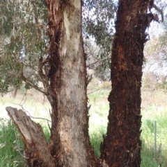 Eucalyptus melliodora at Boorowa, NSW - 15 Oct 2022