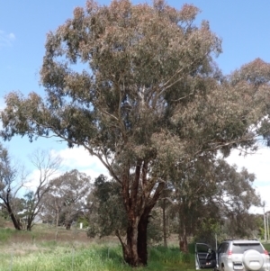 Eucalyptus melliodora at Boorowa, NSW - 15 Oct 2022 11:34 AM