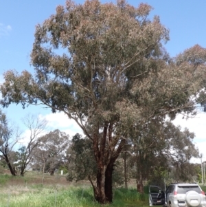 Eucalyptus melliodora at Boorowa, NSW - 15 Oct 2022