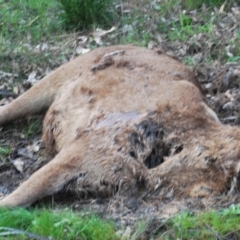 Cervidae (family) (Deer (unknown species)) at Sherwood Forest - 11 Oct 2022 by Harrisi