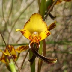 Diuris sp. (hybrid) (Hybrid Donkey Orchid) at Stromlo, ACT - 15 Oct 2022 by RobG1
