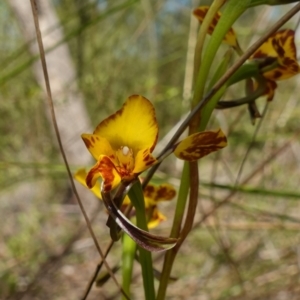 Diuris sp. (hybrid) at Stromlo, ACT - 15 Oct 2022