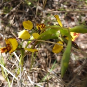 Diuris sp. (hybrid) at Stromlo, ACT - 15 Oct 2022