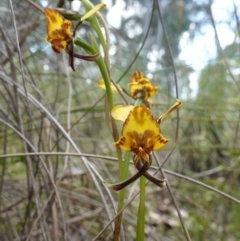 Diuris sp. (hybrid) at Stromlo, ACT - 15 Oct 2022