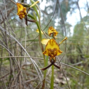 Diuris sp. (hybrid) at Stromlo, ACT - 15 Oct 2022