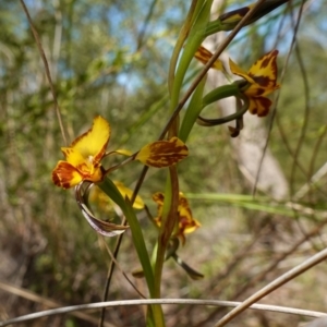 Diuris sp. (hybrid) at Stromlo, ACT - 15 Oct 2022