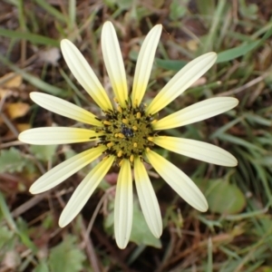 Arctotheca calendula at Boorowa, NSW - 15 Oct 2022 11:35 AM