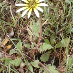 Arctotheca calendula at Boorowa, NSW - 15 Oct 2022