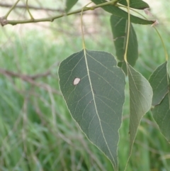 Brachychiton populneus subsp. populneus (Kurrajong) at Boorowa, NSW - 15 Oct 2022 by drakes