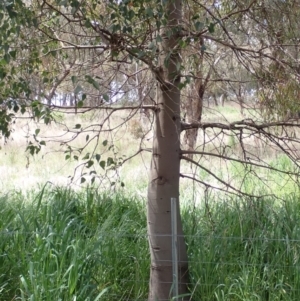 Brachychiton populneus subsp. populneus at Boorowa, NSW - 15 Oct 2022