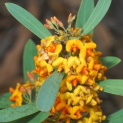 Daviesia mimosoides subsp. mimosoides at Hughes, ACT - 12 Oct 2022 by Harrisi