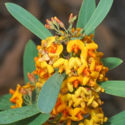 Daviesia mimosoides subsp. mimosoides at Hughes, ACT - 12 Oct 2022 by Harrisi